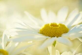 White Daisy Flowers Yellow Butterfly Blue Sky Desktop Wallpaper And