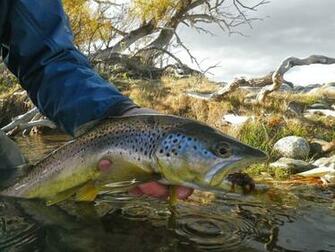 Trout Full HD Quality Wallpaper Widescreen