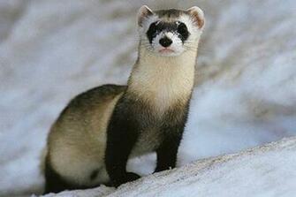 Cute Ferret Pictures HD Desktop Wallpaper