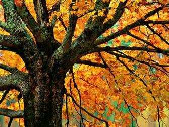 Autumn Maple Tree Branches X Close