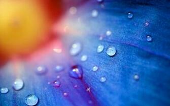 Flower Dew Drops HD Desktop Wallpaper 4k