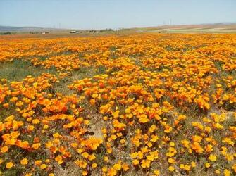 California Poppys Wallpaper
