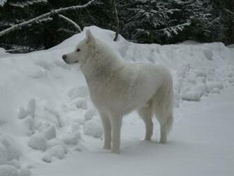White Siberian Husky Wallpaper Pin It