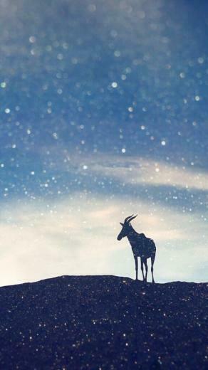 Deer Wallpaper Found Online Animals Aesthetic