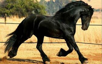 HD Animals Wallpaper Friesian Black Running Horse