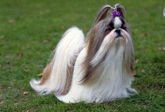Shih Tzu Dog Girl Photo And Wallpaper Beautiful