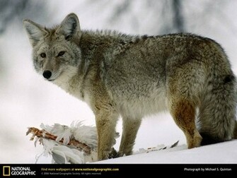 Wallpaper Coyote HD Pictures