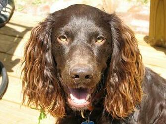 HD Wallpaper Working Dog Spaniel Sport Hunting Gun Boykin