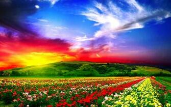 Colorful Flower Fields Wallpaper