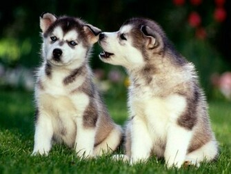 Husky Puppies Wallpaper The Dog Best