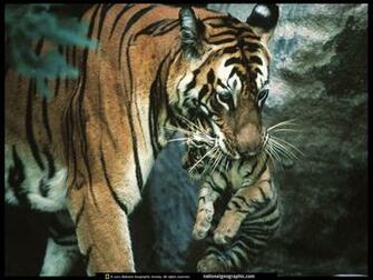 Cute Baby Tiger Cubs HD Wallpaper In Animals Imageci