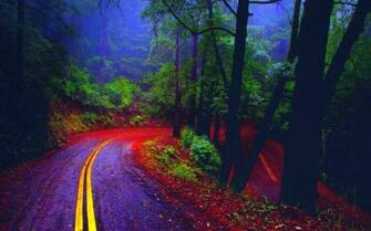 Rain Forest Road Wallpaper Other Better