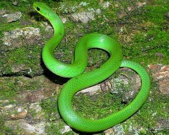 Snake Wallpaper HD Snakes Dangerous Biting Snakejpeg