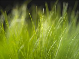 Grass Wallpaper
