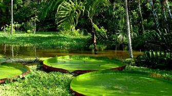Rainforest Plants Names HD Wallpaper Background Image