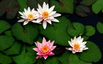 Lily Pads By Tim Ehat Desktop Wallpaper