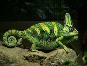 Baby Veiled Chameleon Lizard