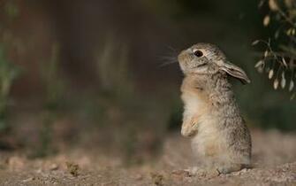 Little Cute Sweet Wallpaper Pictures HD Rodents For High