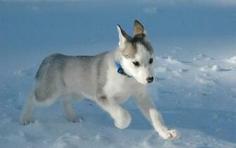 Husky Wallpaper Desktop