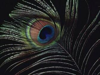 Peacock Feather Desktop Wallpaper On