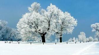 Fond Ecran HD Hiver Arbre Gel Neige Parc Wallpaper Winter