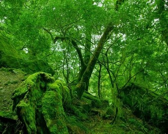 Nature Rain Wallpaper HD Wide