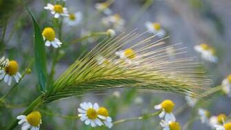 Summer Flowers Macro Desktop Pc And Mac Wallpaper