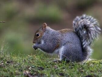 Squirrel Eating Nut Screensaver Screensavers