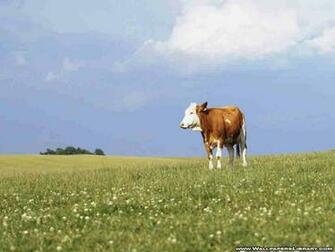 Cows Image Cow Wallpaper Photos