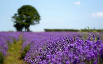 Lavender Field Wallpaper