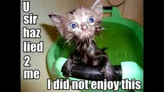 Cute Animals With Sayings Amazing Wallpaper