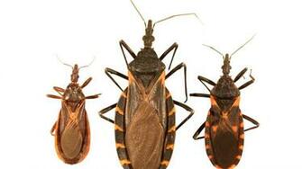 The Kissing Bug In Colorado Why They Re Causing A Stir Where