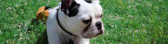 French Bulldog 4k Wallpaper