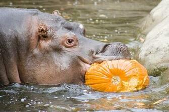 4k Hippopotamus Wallpaper High Quality