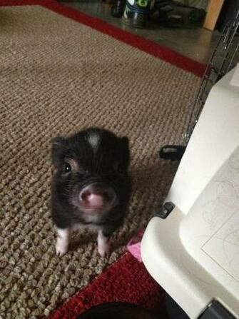 Teacup Pig Wallpaper Funny Doblelol