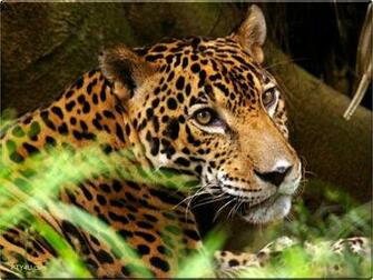 Rainforest Animal Wallpaper HD