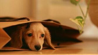 Dachshund Wallpaper