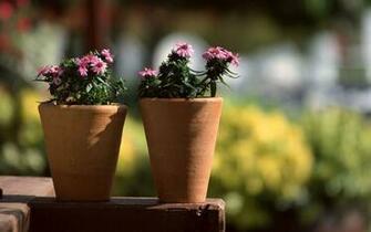 Flowers In The Pot Wallpaper