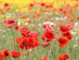 Tag Poppy Flowers Desktop Wallpaper Background Photos Image And