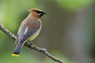 Kristen U S On My Backyard Bird Cedar Waxwing