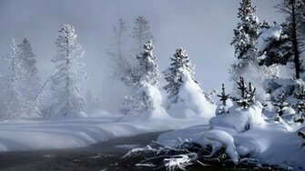 Snowy Fir Trees Wallpaper