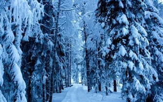 Winter Snowy Forest Wallpaper HD Desktop