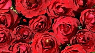 Rose Wallpaper Beautiful Roses