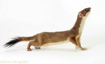 Stoat Photo Wp12079