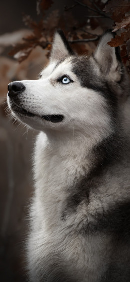 Siberian Husky Dog Breed iPhone Xs X HD 4k Wallpaper