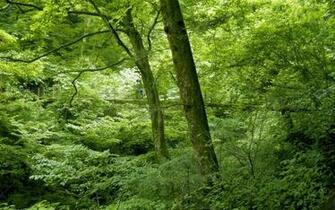 Japan Nature Wallpaper Desktop