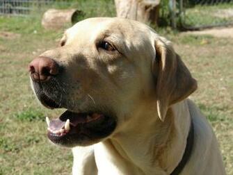 Fri Nov Cet Yellow Lab Desktop