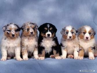 Puppy Wallpaper Dogs