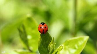 Lady Bug Wallpaper