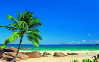 Seychellen Beach With Palm Trees X Close
